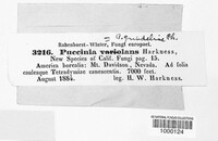 Puccinia grindeliae image